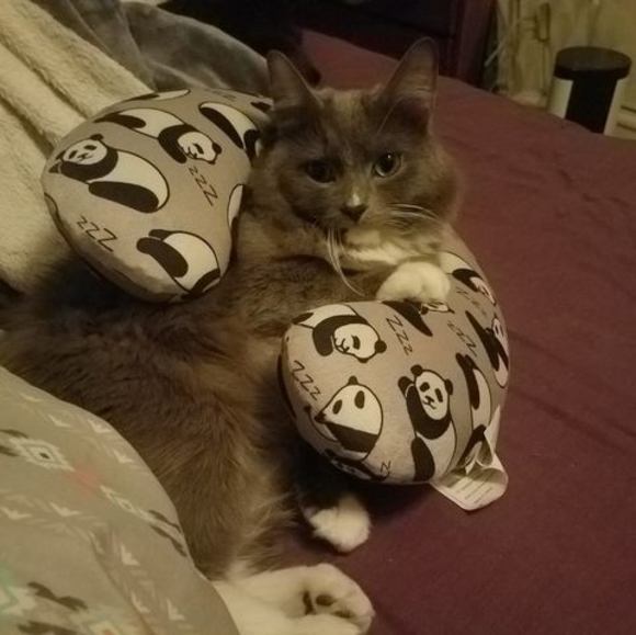 Meet your Posher, David - Picture 1 of 1